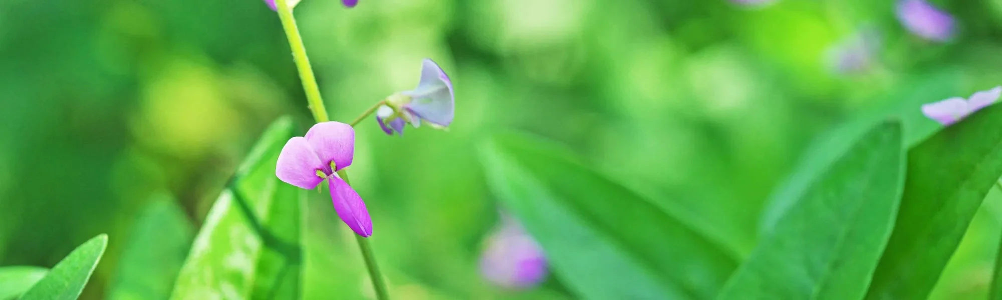 Desmodium Liver Detox Supplement for the Liver, image size:2000x600