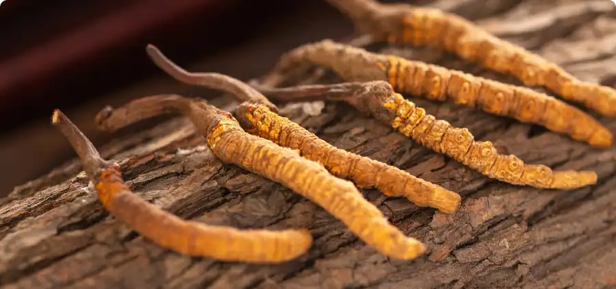 Processus de fabrication