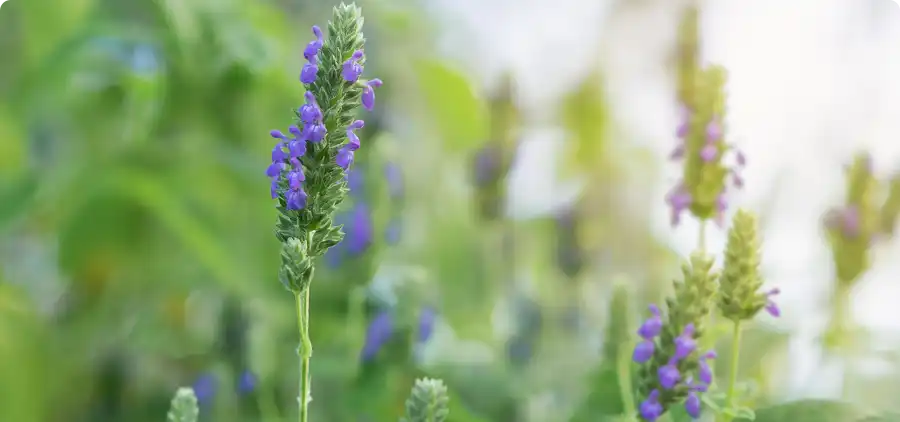 Processus de fabricaiton