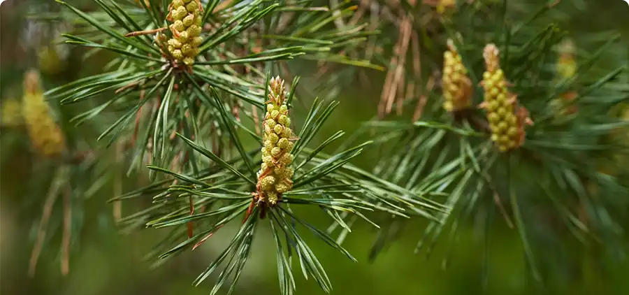 Bourgeons de pin Sylvestre Bio