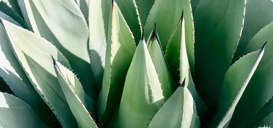 Processus de fabrication