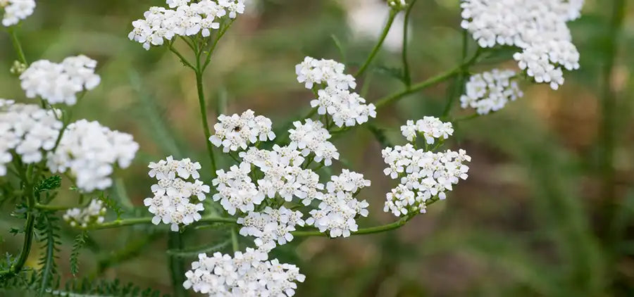 Achillée Millefeuille Bio
