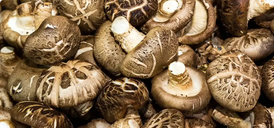 Processus de fabrication