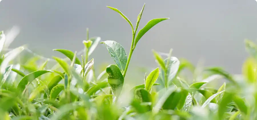 Processus de fabrication