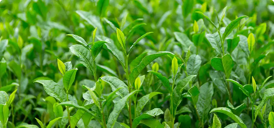 Le processus de fabrication