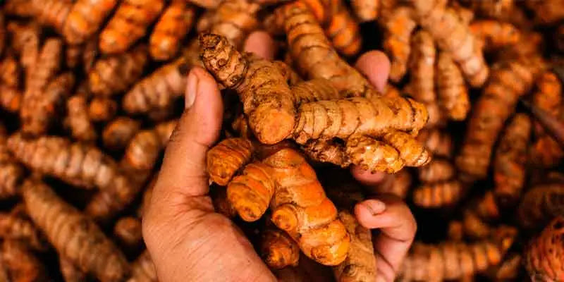 Curcuma Bio