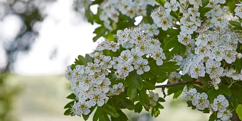 aubepine guide phytotherapie amoseeds specialiste des super aliments Bio