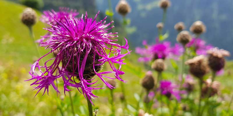 chardon marie article phytotherapie amoseeds specialiste des super aliments Bio