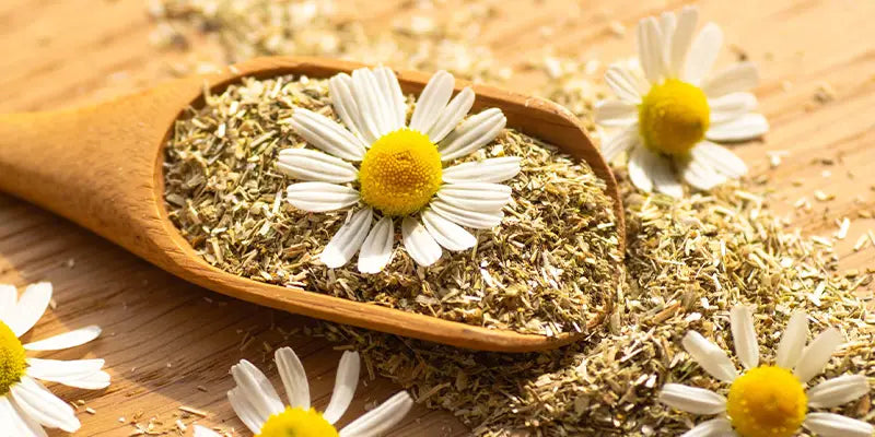 camomille guide phytotherapie amoseeds specialiste des super aliments Bio