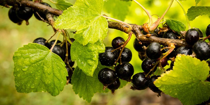 cassis guide phytotherapie amoseeds specialiste des super aliments Bio