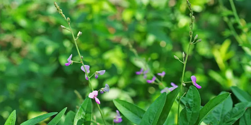 desmodium bienfaits amoseeds specialiste super aliments bio