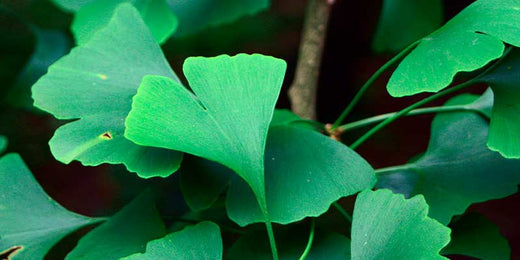 Ginkgo biloba amoseeds specialiste des super aliments bio