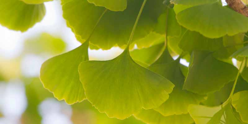 Ginkgo biloba bio danger amoseeds spécialiste des super aliments bio