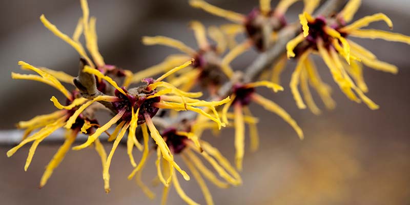 Hamamelis bio bienfaits amoseeds specialiste des super aliments bio