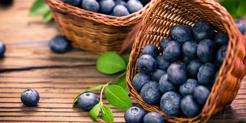 myrtille guide phytotherapie amoseeds specialiste des super aliments Bio