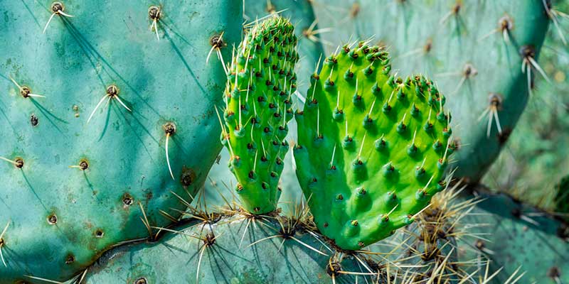 Nopal cactus bio amoseeds specialiste des super aliments bio