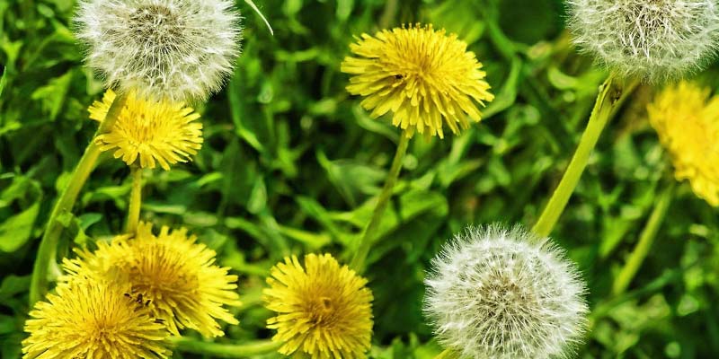 Pissenlit article bienfait guide utilisation risque amoseeds specialiste des super aliments bio