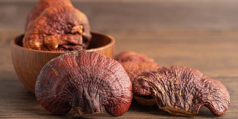 Reishi bio amoseeds specialiste des super aliments bio
