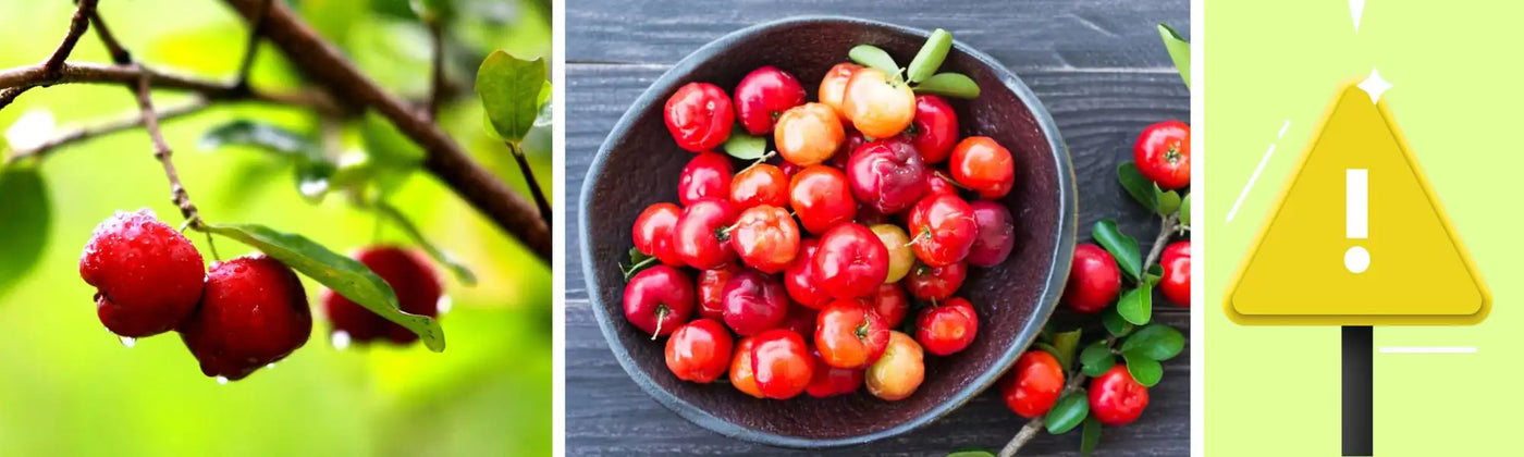 acerola dangers amoseeds specialiste des super aliments Bio