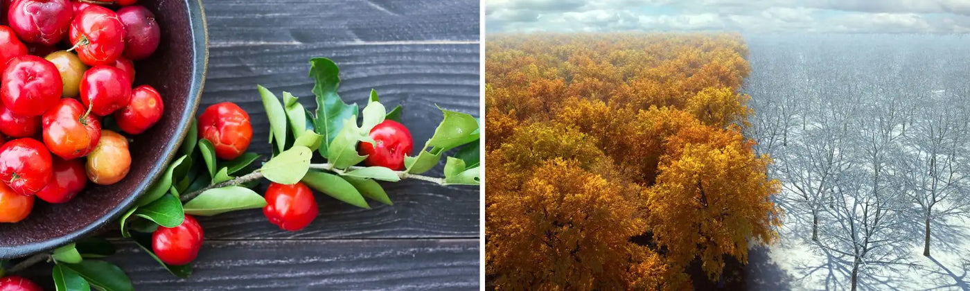 acerola meilleur moment Amoseeds specialiste des super aliments Bio