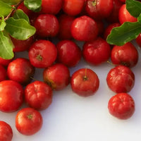 acerola sommeil Amoseeds  specialiste des superaliments Bio