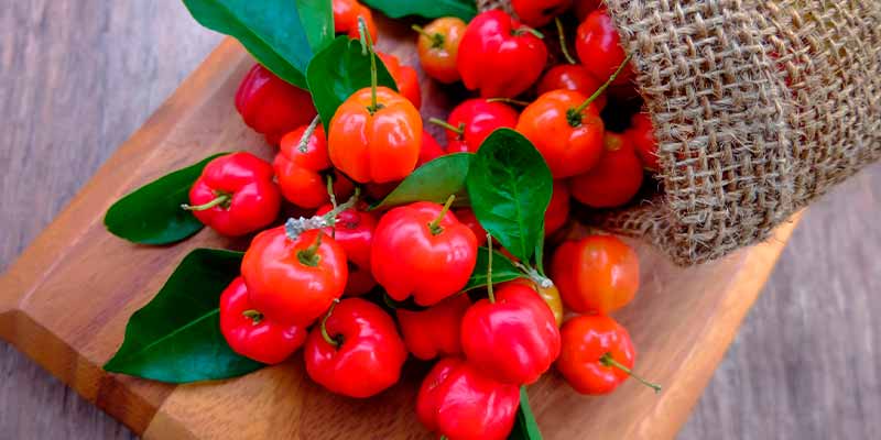 acerola baie baie amoseeds specialiste des super aliments bio