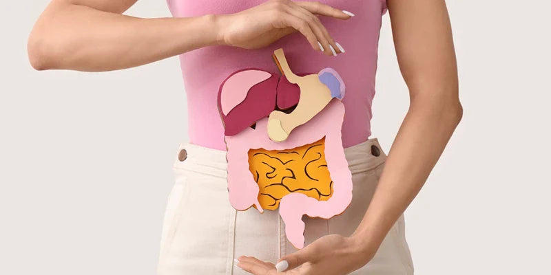 article transite intestinal guide complet Amoseeds specialiste des super aliments Bio