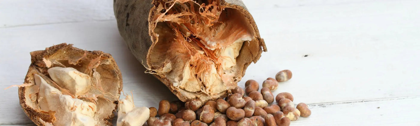 Baobab fruit pain de singe amoseeds specialiste des super aliments Bio