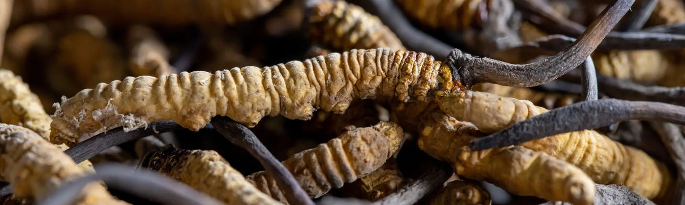 cordyceps guide utilisation bienfaits risques amoseeds specialiste des super aliments bio