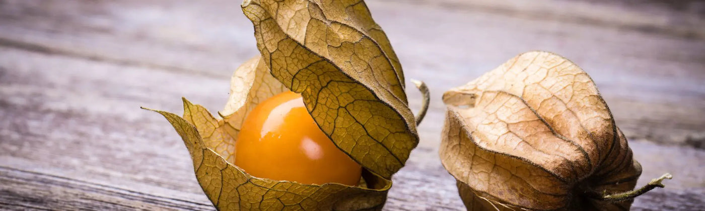 physalis comestible amoseeds specialiste des super aliments Bio