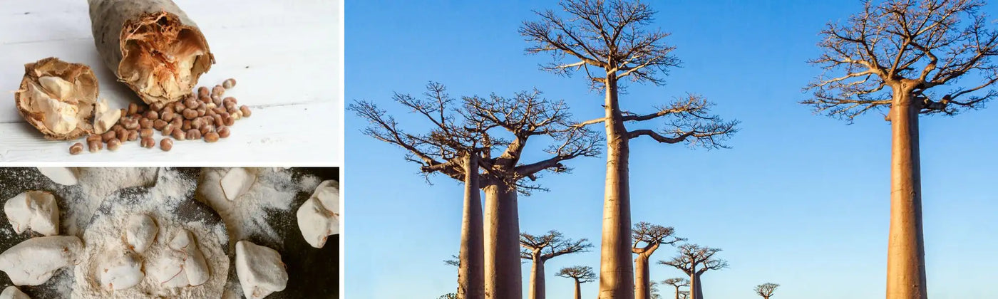 baobab energie Amoseeds specialiste des super aliments Bio