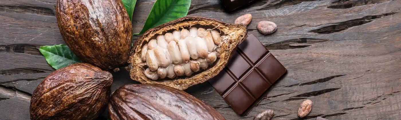 cacao bienfaits Amoseeds specialiste des super aliments Bio