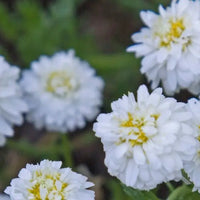 camomille romaine Amoseeds specialiste des superliaments Bio