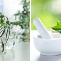 Comment sont extraits les actifs des plantes  Méthodes et qualité Amoseeds specialiste des super aliments Bio (4)