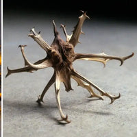 curcuma harâgophytum association Amoseeds specialiste des superaliments Bio