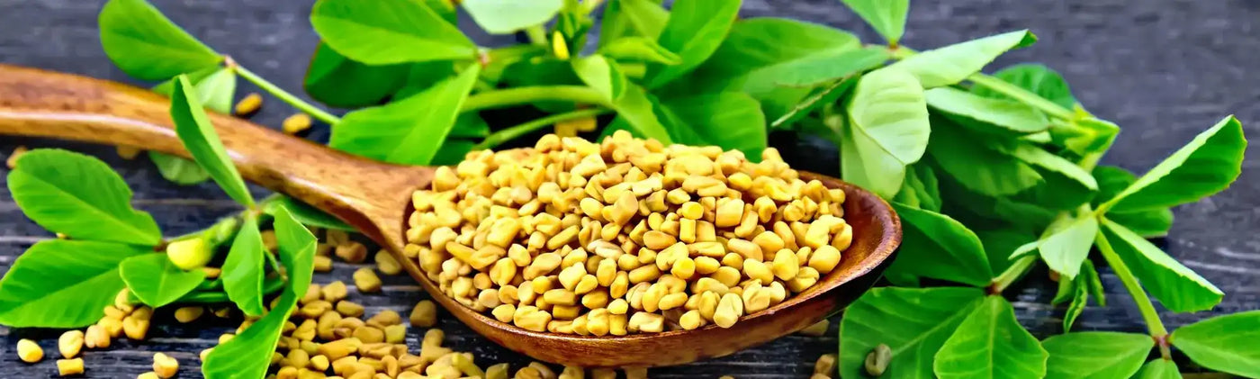 fenugrec dangers amoseeds specialiste des super aliments bio