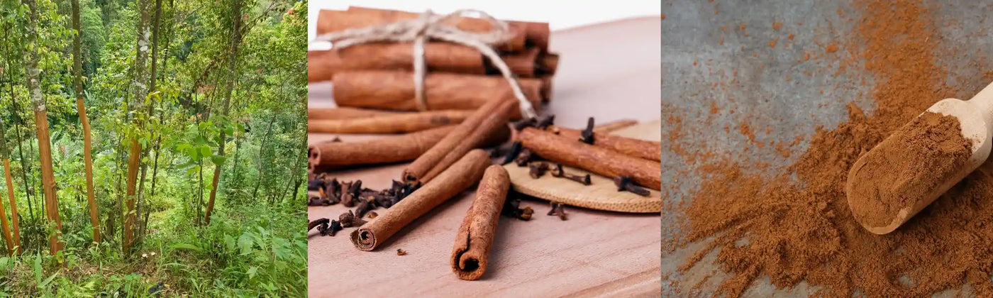 cannelle guide Amoseeds specialiste des super aliments Bio