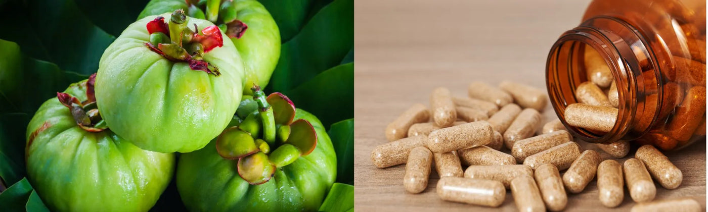 Garcinia anses Amoseeds specialiste des super aliments Bio