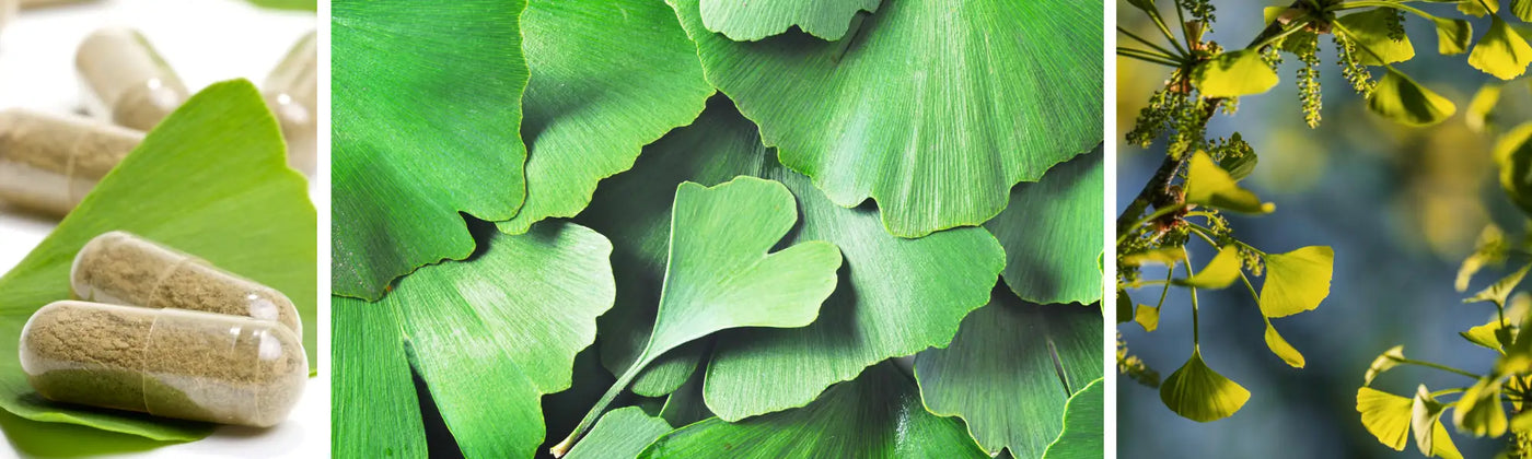 Ginkgo biloba bio danger amoseeds spécialiste des super aliments bio