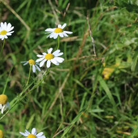 grande camomille plante bio amoseeds specialiste des super aliments bio