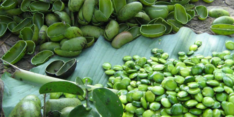 griffonia amoseeds specialiste des super aliments Bio 