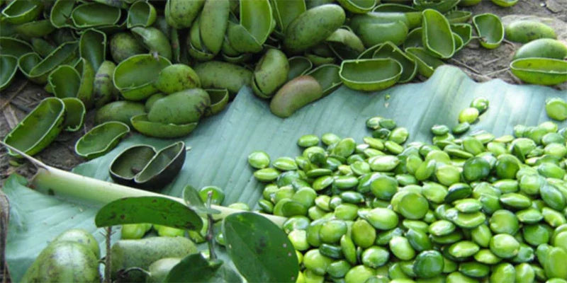 griffonia amoseeds specialiste des super aliments Bio 