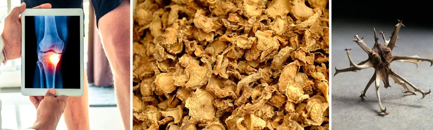 harpagophytum arthrose amoseeds specialiste des super aliments Bio