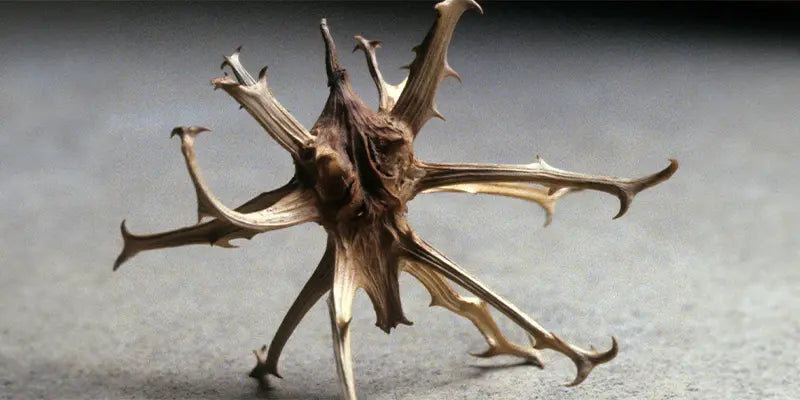 harpagophytum contre indications amoseeds specialiste des super aliments Bio