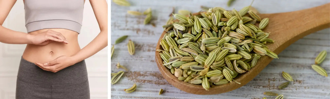 fenouil bienfait guide utilisation amoseeds specialiste des super aliments bio