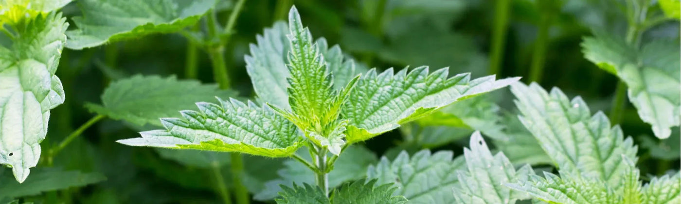 ortie bienfaits dangers amoseeds specialiste des super aliments bio