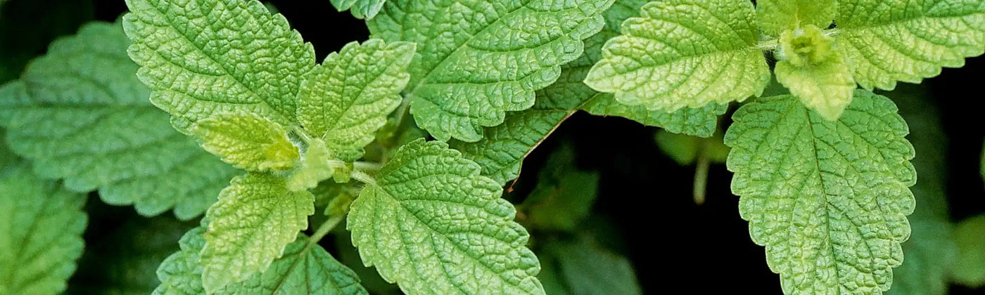 melisse bienfaits amoseeds specialiste des super aliments bio