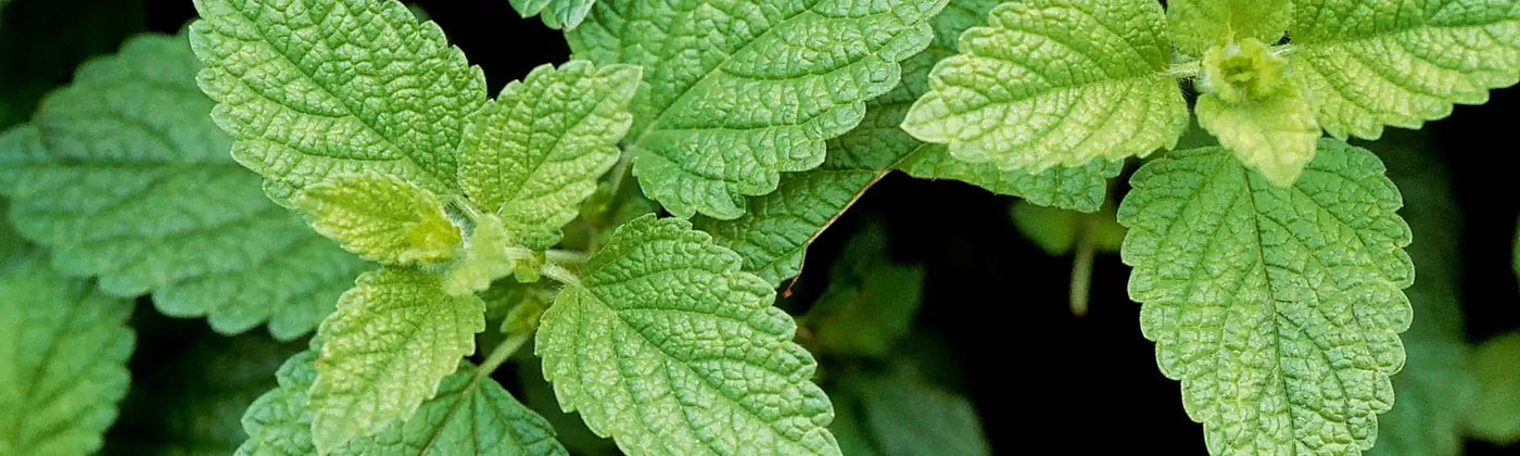 melisse bienfaits amoseeds specialiste des super aliments bio