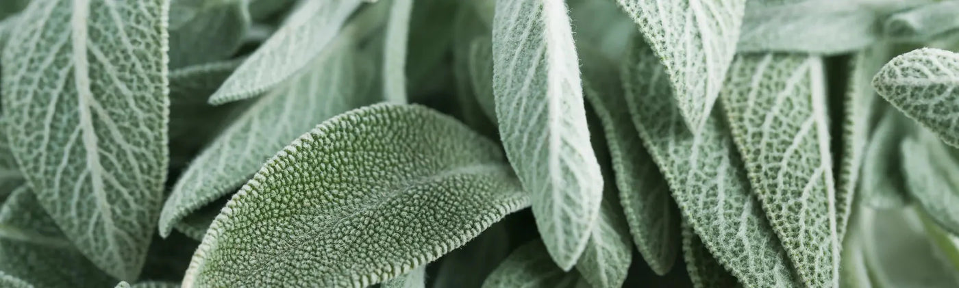 sauge bienfaits amoseeds specialiste des super aliments bio