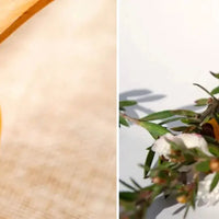 Miel de Manuka guide Amoseeds specialiste des superaliments Bio